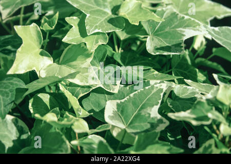 Detail der algerischen Efeu (Hedera algeriensis) Stockfoto