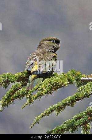 Papagei (Cyanoliseus patagonus Graben bloxami) Erwachsenen auf dem Zweig Central Chile Januar gehockt Stockfoto