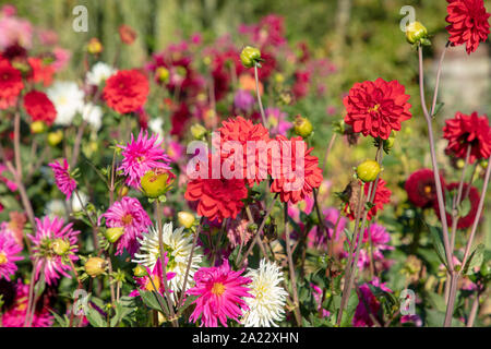 Gruppe von Dahlia Blumen in verschiedenen Farben im Garten im späten Sommer gesehen. Stockfoto