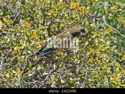 Papagei (Cyanoliseus patagonus Graben bloxami) Erwachsenen auf dem Zweig Central Chile Januar gehockt Stockfoto