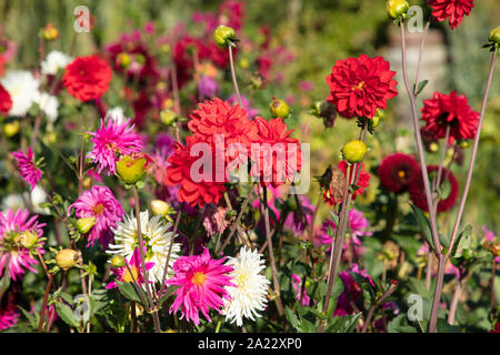 Gruppe von Dahlia Blumen in verschiedenen Farben im Garten im späten Sommer gesehen. Stockfoto
