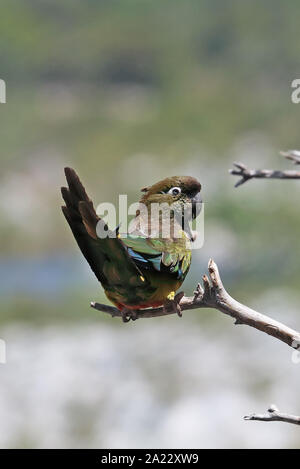 Papagei (Cyanoliseus patagonus Graben bloxami) Erwachsenen auf dem Zweig Central Chile Januar gehockt Stockfoto