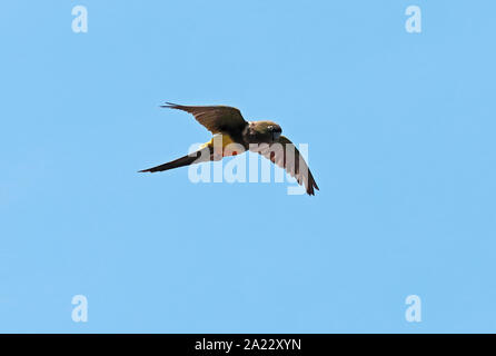 Papagei (Cyanoliseus patagonus Graben bloxami) Erwachsene im Flug zentrale Chile Januar Stockfoto