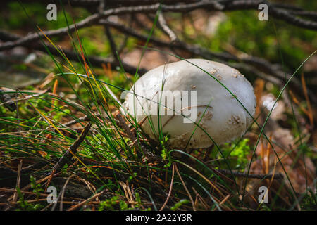 Giftige Amanita Virosa Pilzzucht im moosigen Wald. Stockfoto