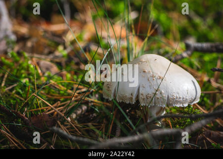 Giftige Amanita Virosa Pilzzucht im moosigen Wald. Stockfoto