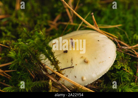 Giftige Amanita Virosa Pilzzucht im moosigen Wald. Stockfoto