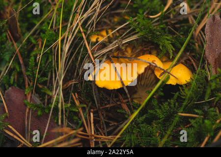 Cantharellus Cibarius versteckt im Moos, in Tiefen feuchten Herbst Wald gefangen. Stockfoto