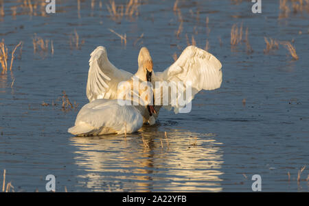 Trumpeter Swan Paar in Alaska Stockfoto