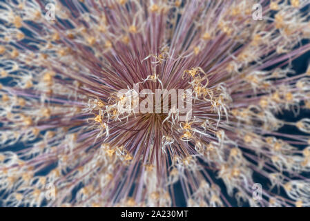 Abstrakte blurry verblasst Allium giganteum Blossom center Makro auf blauem Papier Hintergrund Stockfoto