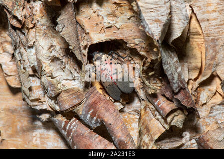 Gesichtet (LANTERNFLY LYCORMA DELICATULA) reifen Erwachsenen RUHT AUF DEM FLUSS Birke (Betula NIGRA) Baum, Pennsylvania Stockfoto