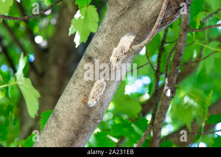 Alte Eier ausgebrütet, MASSEN VON SPOTTED LANTERNFLY (LYCORMA DELICATULA) AUF DER UNTERSEITE DES AHORN, Pennsylvania Stockfoto