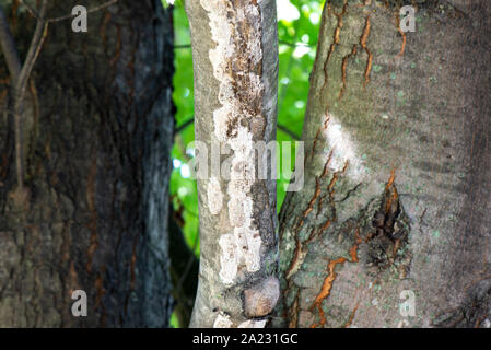 Alte Eier ausgebrütet, MASSEN VON SPOTTED LANTERNFLY (LYCORMA DELICATULA) AUF DER UNTERSEITE DES AHORN, Pennsylvania Stockfoto