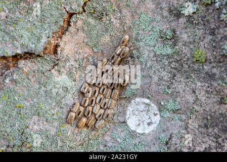 Alte geschlüpft, AUFGEDECKT EI MASSEN VON SPOTTED LANTERNFLY (LYCORMA DELICATULA) AUF DER UNTERSEITE DES AHORN, Pennsylvania Stockfoto