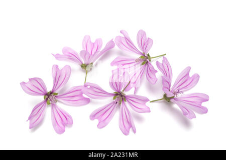 Malve Blumen auf weißem Hintergrund Stockfoto