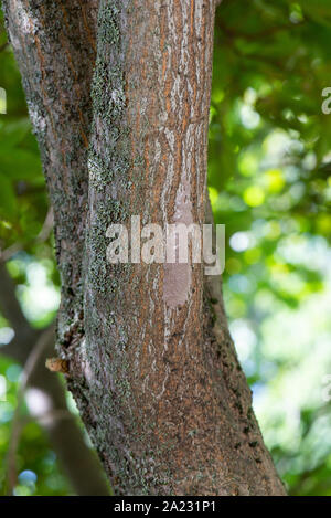 Frisch gelegte Ei UND MASSEN VON SPOTTED LANTERNFLY (LYCORMA DELICATULA) AUF DER UNTERSEITE DES AHORN, Pennsylvania Stockfoto