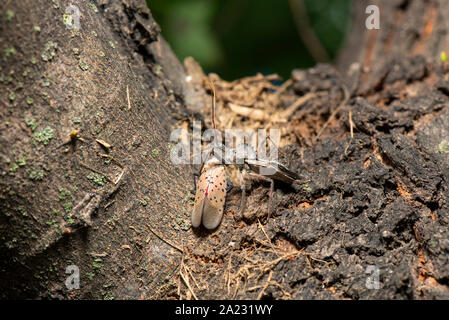 Rad bug (Arilus cristatus) Fütterung auf Toten entdeckt (LANTERNFLY LYCORMA DELICATULA), PENNSYLVANIA Stockfoto