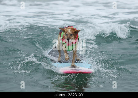 Huntington Beach, Kalifornien, USA. 28. September, 2019. Skyler, ein HEELER, Fahrten eine Welle auf der 11. jährlichen Surf City Surf Dog Wettbewerb bei Huntington Hundestrand in Huntington Beach, Kalifornien am 28. September 2019 statt. Stockfoto