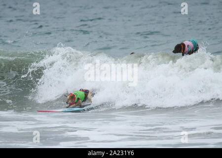 Huntington Beach, Kalifornien, USA. 28. September, 2019. Skyler, ein HEELER, Fahrten eine Welle auf der 11. jährlichen Surf City Surf Dog Wettbewerb bei Huntington Hundestrand in Huntington Beach, Kalifornien am 28. September 2019 statt. Stockfoto