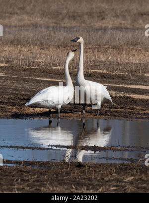 Trumpeter Swan Paar in Alaska Stockfoto