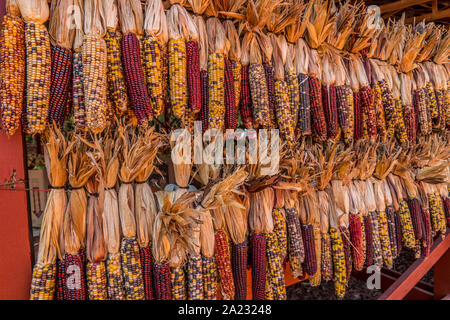 Hängend auf der Anzeige für den Verkauf sind zwei Reihen von verschiedenen Sorten von bunten indischen Mais auf einem Bauernhof im Herbst Stockfoto