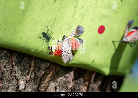 Nahaufnahme der Toten entdeckt (LANTERNFLIES LYCORMA DELICATULA) AUF KLEBRIGE TRAP, Pennsylvania Stockfoto