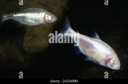 Blind cavefish, Astyanax jordani Stockfoto