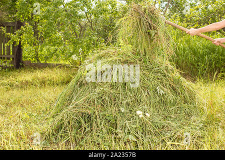 Person, die in die Hände der alten Heugabel und fügt das trockene Gras im Heuhaufen, im Gemüsegarten, vor dem hintergrund der grünen Büschen und ein Stockfoto