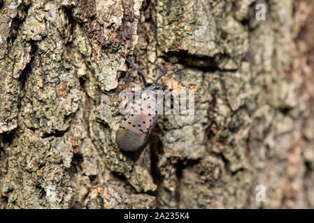 Gesichtet (LANTERNFLY LYCORMA DELICATULA) reifen Erwachsenen auf BAUMRINDE, Pennsylvania Stockfoto