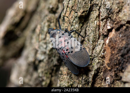 Gesichtet (LANTERNFLY LYCORMA DELICATULA) reifen Erwachsenen auf BAUMRINDE, Pennsylvania Stockfoto