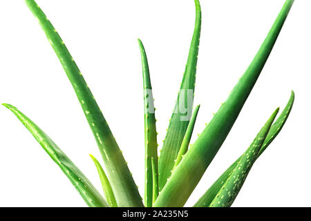 Aloe Vera Blatt closeup auf weißen Hintergrund. Stockfoto
