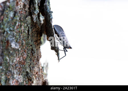 Gesichtet (LANTERNFLY LYCORMA DELICATULA) reifen Erwachsenen Profil auf BAUMRINDE, Pennsylvania Stockfoto