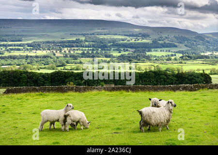 Schafe auf Schloss Bolton mit River Ure in Wensleydale Tal mit dappled Sun North Yorkshire England Stockfoto