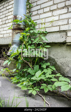 Alten rostigen downspout Efeu überwuchert auf einem backsteingebäude Stockfoto