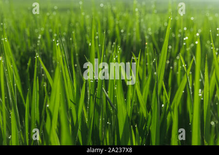 Grünes saftiges Gras close-up. Hintergrund Der grüne junge Gras. Grüne Gras Hintergrund. Junge wachsende Reis Stockfoto