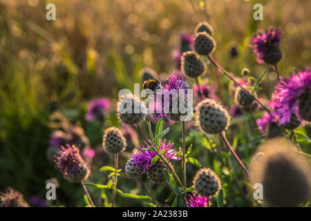 Eine Biene in Lila plumeless Distel wachsen in das Feld bei Sonnenuntergang sitzen im Sommer Stockfoto