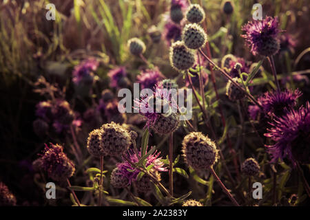 Eine Biene in Lila plumeless Distel wachsen in das Feld bei Sonnenuntergang sitzen im Sommer Stockfoto