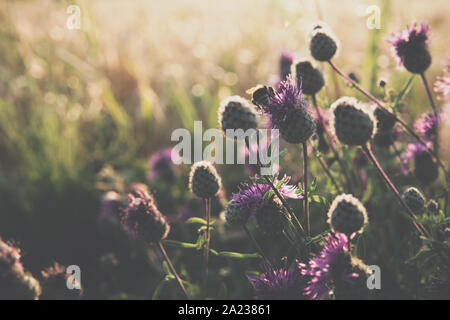 Eine Biene in Lila plumeless Distel wachsen in das Feld bei Sonnenuntergang sitzen im Sommer Stockfoto