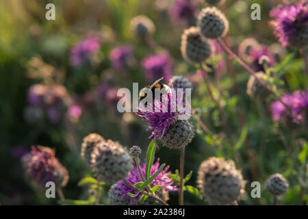 Eine Biene in Lila plumeless Distel wachsen in das Feld bei Sonnenuntergang sitzen im Sommer Stockfoto