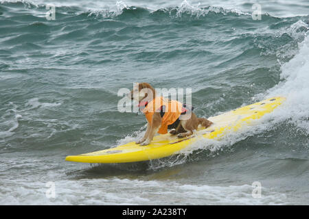 Huntington Beach, Kalifornien, USA. 28. September, 2019. Ein Hund reitet eine Welle am 11. jährlichen Surf City Surf Dog Wettbewerb bei Huntington Hundestrand in Huntington Beach, Kalifornien am 28. September 2019. Stockfoto