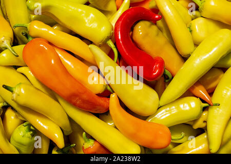 Rot, Gelb und Orange kristall Aji, (Capsicum baccatum), Ansicht schließen. Stockfoto