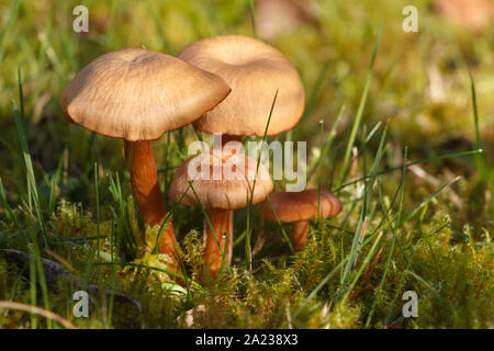 Der Mäher Pilze in Moss in einem Garten im Herbst Stockfoto