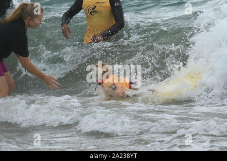 Huntington Beach, Kalifornien, USA. 28. September, 2019. Ein Hund reitet eine Welle in Shore auf der 11. jährlichen Surf City Surf Dog Wettbewerb bei Huntington Hundestrand in Huntington Beach, Kalifornien am 28. September 2019. Stockfoto