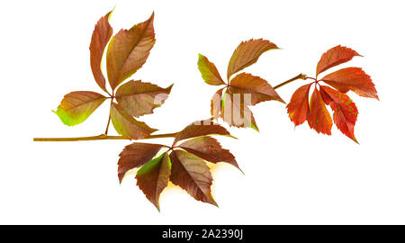 Herbst Farbe Blätter von Virginia Creeper oder Virgin Efeu auf weißem Hintergrund Stockfoto