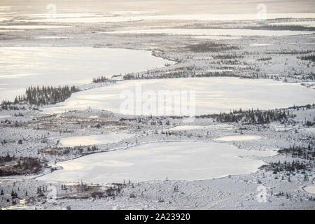 Hudson Bay Tiefland bei Frost-up aus der Luft. Boreal Trees and Ponds, Churchill, Manitoba, Kanada Stockfoto