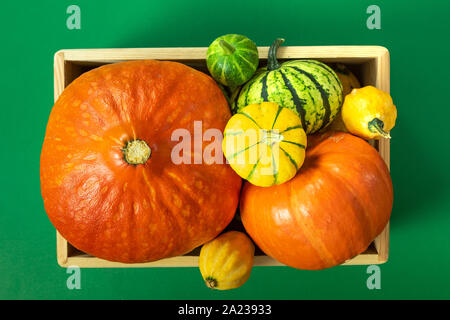 Thanksgiving Herbst Zusammensetzung mit sortierten Kürbisse in Holz- fach am grünen Tisch. Ansicht von oben. Stockfoto