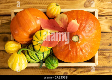 Thanksgiving Herbst Zusammensetzung mit sortierten Kürbisse in einer Box auf hölzernen Tisch. Ansicht von oben. Stockfoto