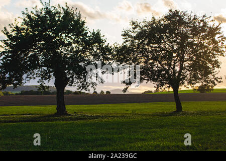 Silhouetten von zwei Bäumen auf der grünen Wiese gegen bewölkter Sonnenuntergang Himmel und misty Hügel Stockfoto