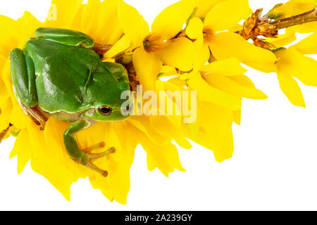 Grüner Frosch. Laubfrosch sitzt auf blühende Pflanze auf weißem Hintergrund. Umweltkonzept. Stockfoto