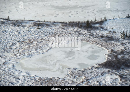 Hudson Bay Tiefland bei Frost-up aus der Luft. Boreal Trees and Ponds, Churchill, Manitoba, Kanada Stockfoto