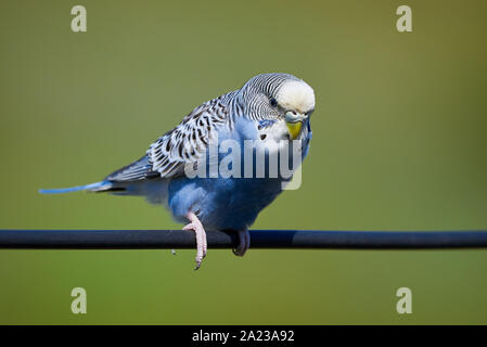 Wellensittich (Melopsittacus undulatus) Vogel sitzt auf einem Draht Stockfoto